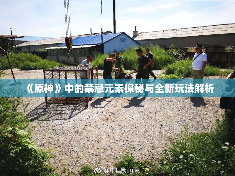 《原神》中的禁忌元素探秘与全新玩法解析