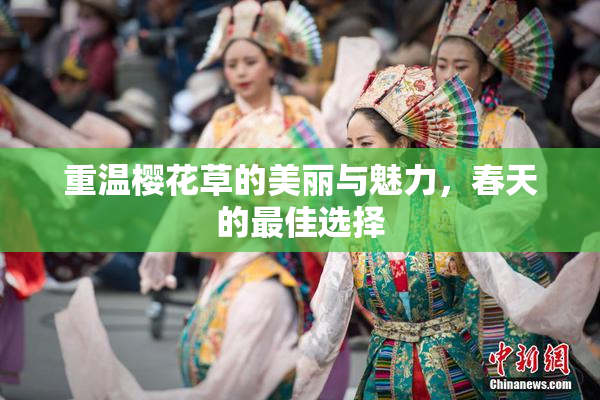 重温樱花草的美丽与魅力，春天的最佳选择