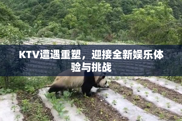 KTV遭遇重塑，迎接全新娱乐体验与挑战