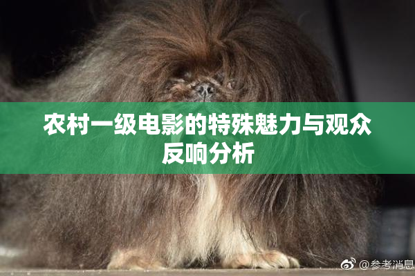 农村一级电影的特殊魅力与观众反响分析