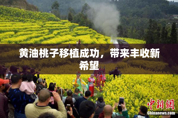 黄油桃子移植成功，带来丰收新希望