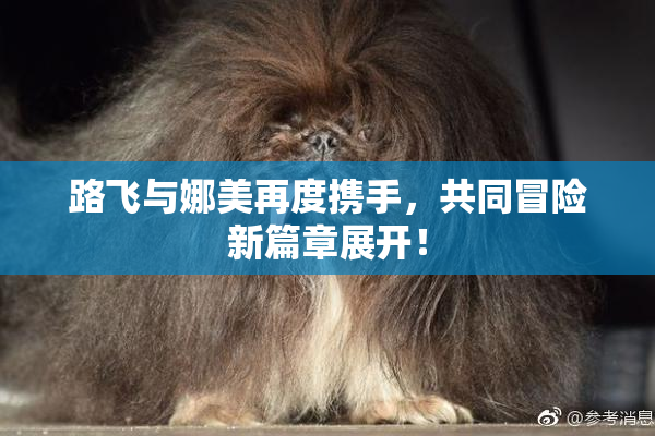 路飞与娜美再度携手，共同冒险新篇章展开！