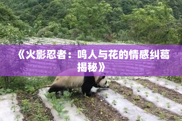《火影忍者：鸣人与花的情感纠葛揭秘》
