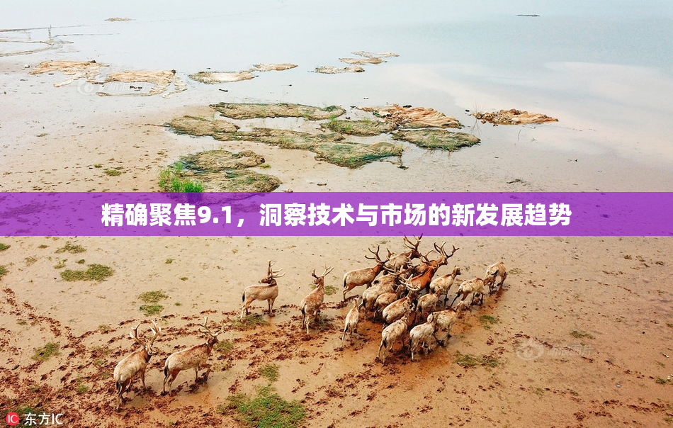 精确聚焦9.1，洞察技术与市场的新发展趋势
