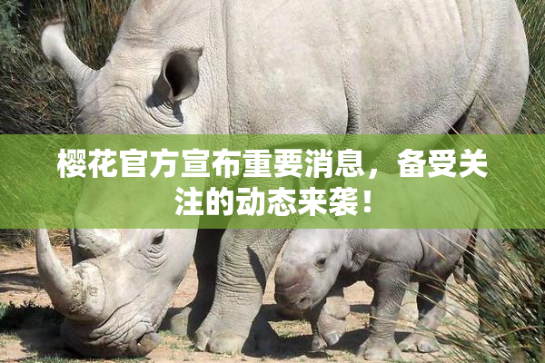 樱花官方宣布重要消息，备受关注的动态来袭！