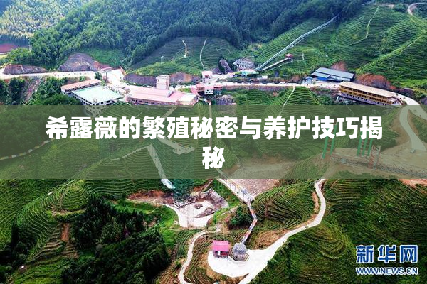 希露薇的繁殖秘密与养护技巧揭秘