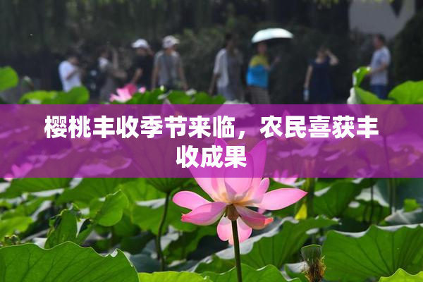 樱桃丰收季节来临，农民喜获丰收成果