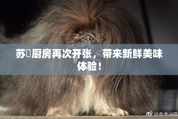 苏玥厨房再次开张，带来新鲜美味体验！