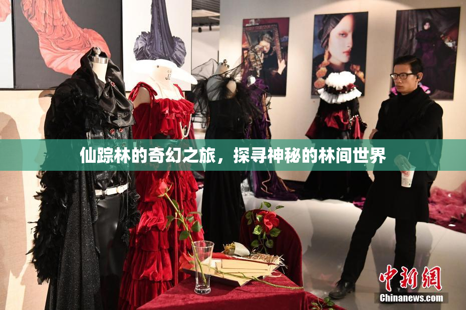 仙踪林的奇幻之旅，探寻神秘的林间世界