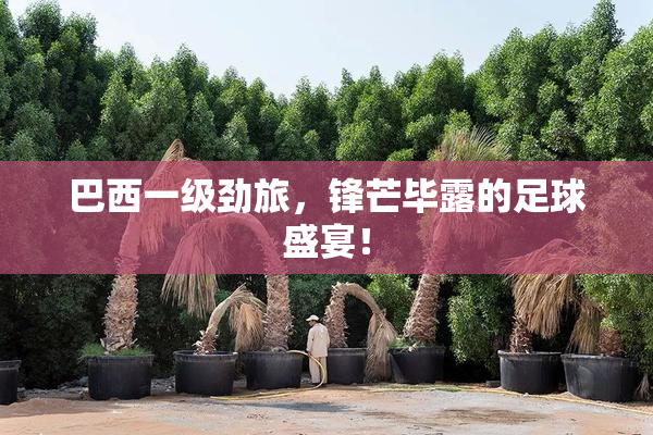 巴西一级劲旅，锋芒毕露的足球盛宴！