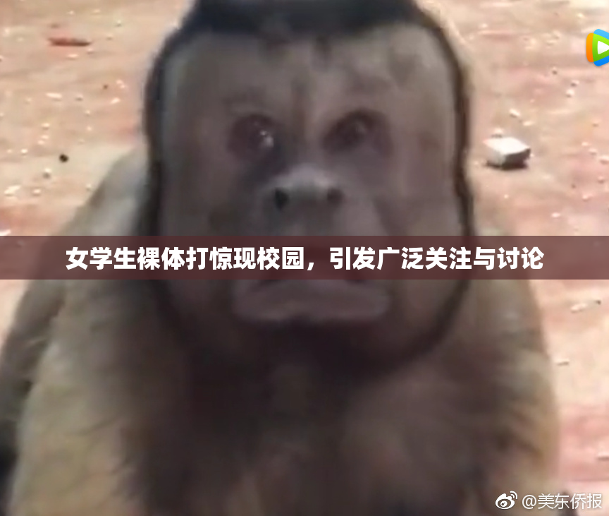 女学生裸体打惊现校园，引发广泛关注与讨论