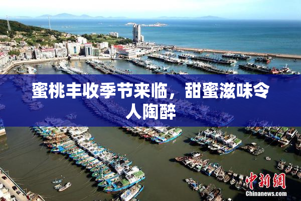 蜜桃丰收季节来临，甜蜜滋味令人陶醉