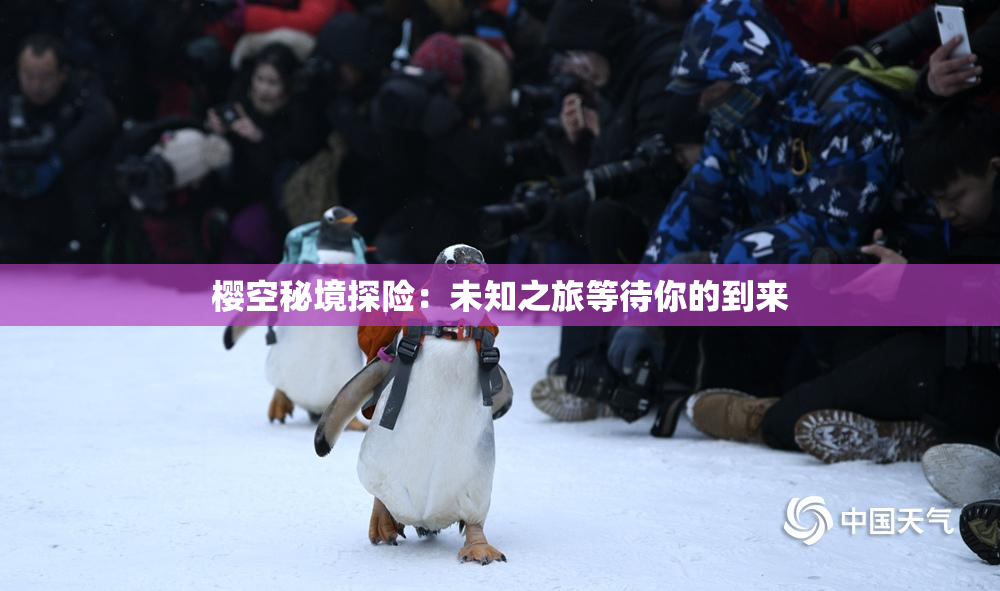 樱空秘境探险：未知之旅等待你的到来
