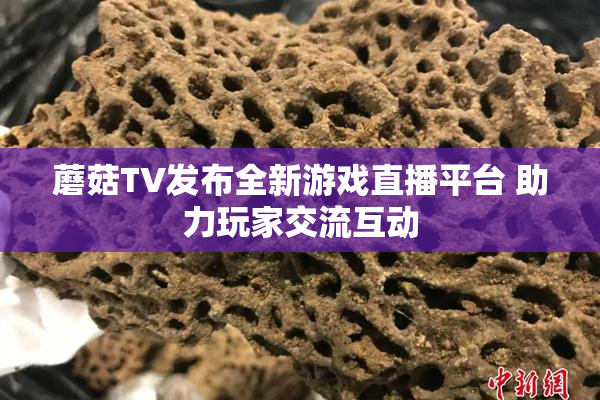 蘑菇TV发布全新游戏直播平台 助力玩家交流互动