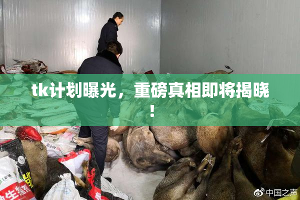tk计划曝光，重磅真相即将揭晓！