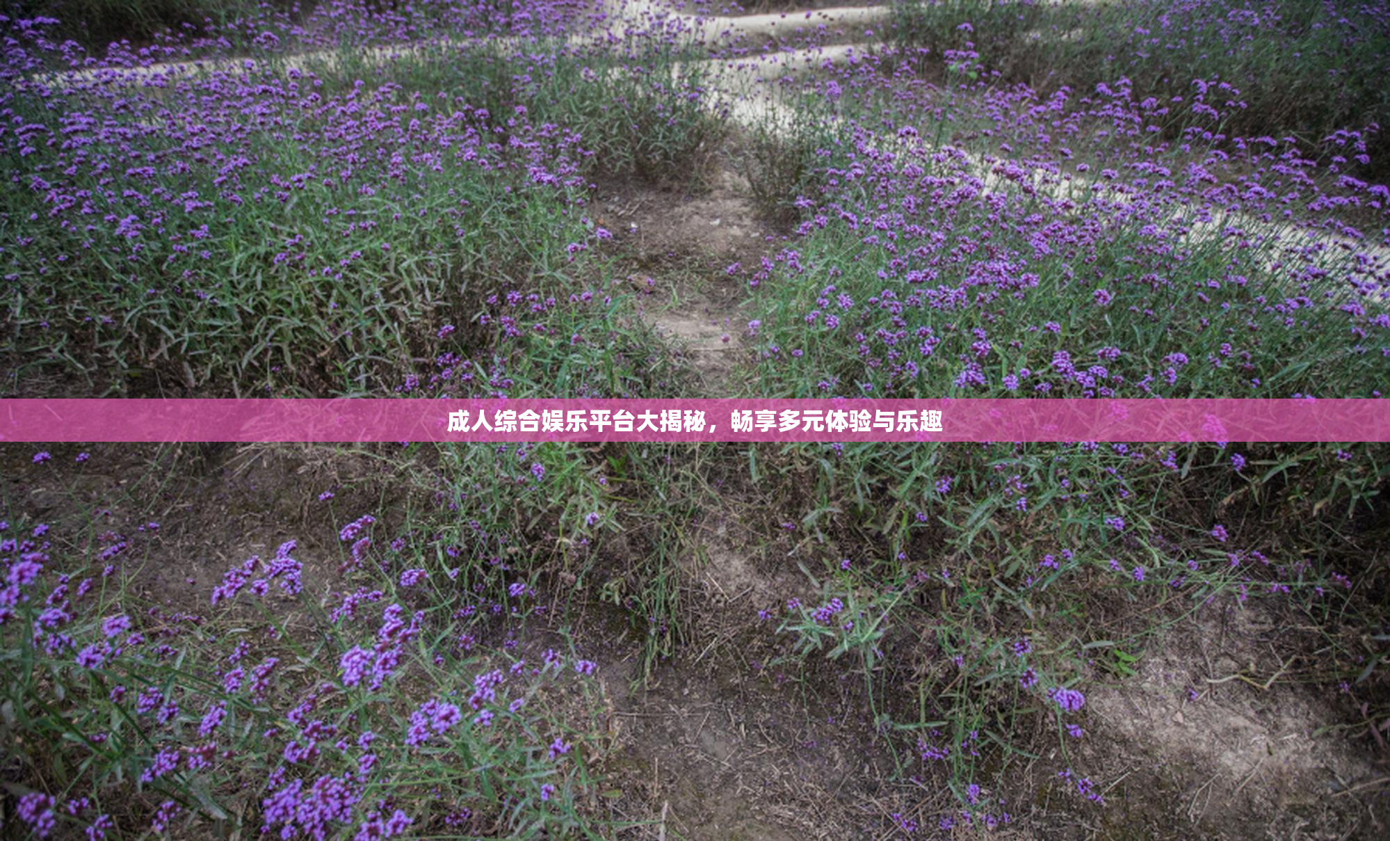 成人综合娱乐平台大揭秘，畅享多元体验与乐趣