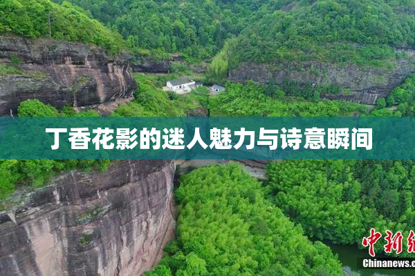 丁香花影的迷人魅力与诗意瞬间