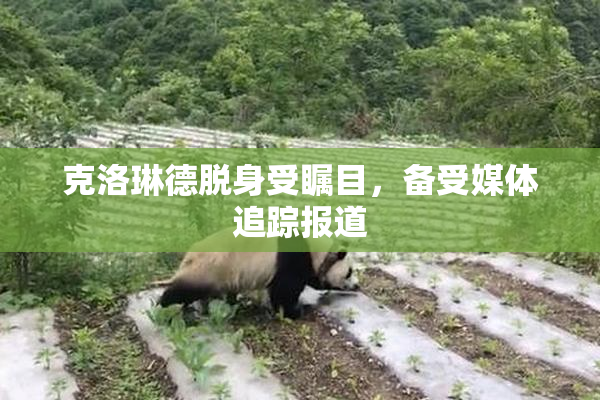 克洛琳德脱身受瞩目，备受媒体追踪报道