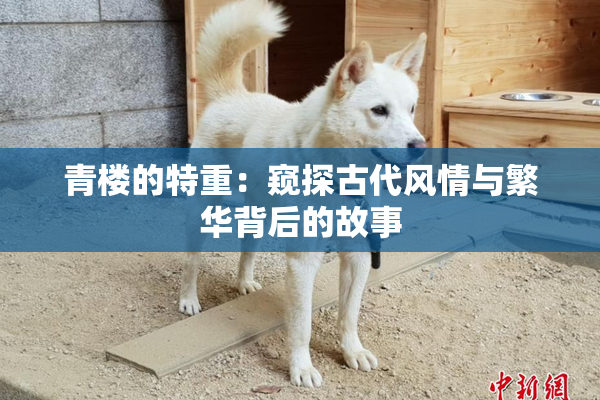 青楼的特重：窥探古代风情与繁华背后的故事