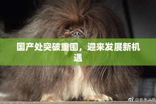 国产处突破重围，迎来发展新机遇