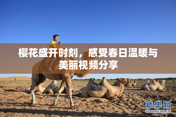 樱花盛开时刻，感受春日温暖与美丽视频分享