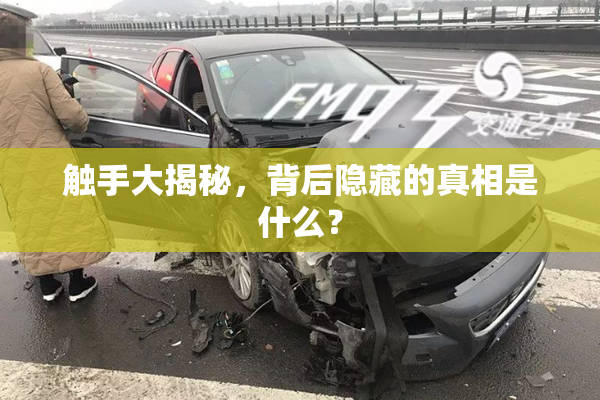 触手大揭秘，背后隐藏的真相是什么？