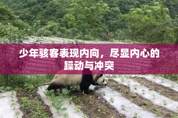 少年骇客表现内向，尽显内心的躁动与冲突