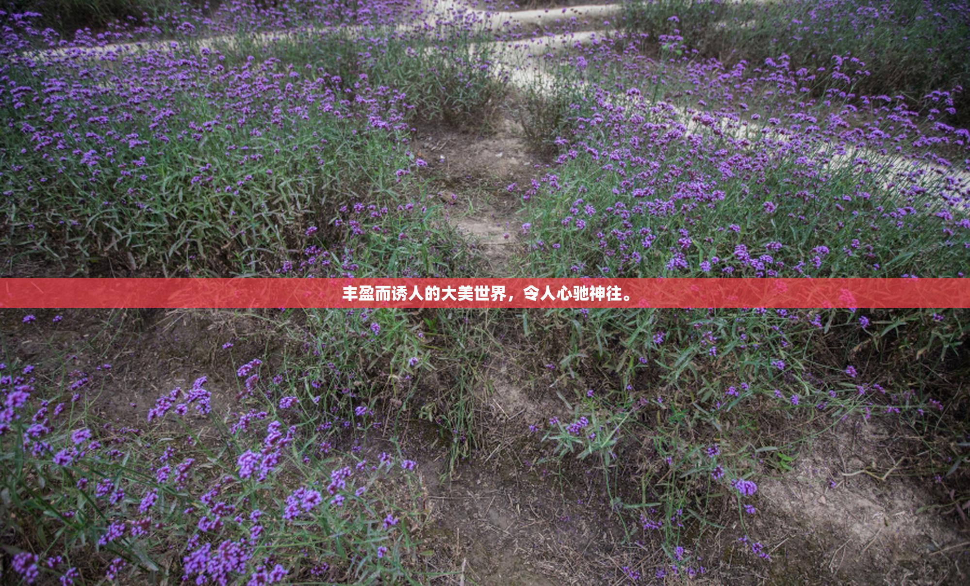 丰盈而诱人的大美世界，令人心驰神往。