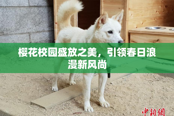樱花校园盛放之美，引领春日浪漫新风尚