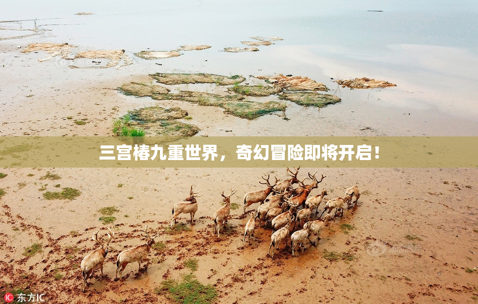 三宫椿九重世界，奇幻冒险即将开启！