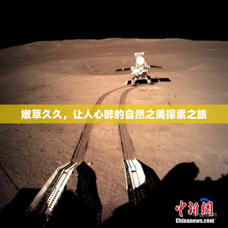 嫩草久久，让人心醉的自然之美探索之旅
