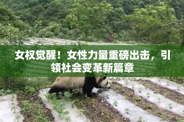 女权觉醒！女性力量重磅出击，引领社会变革新篇章