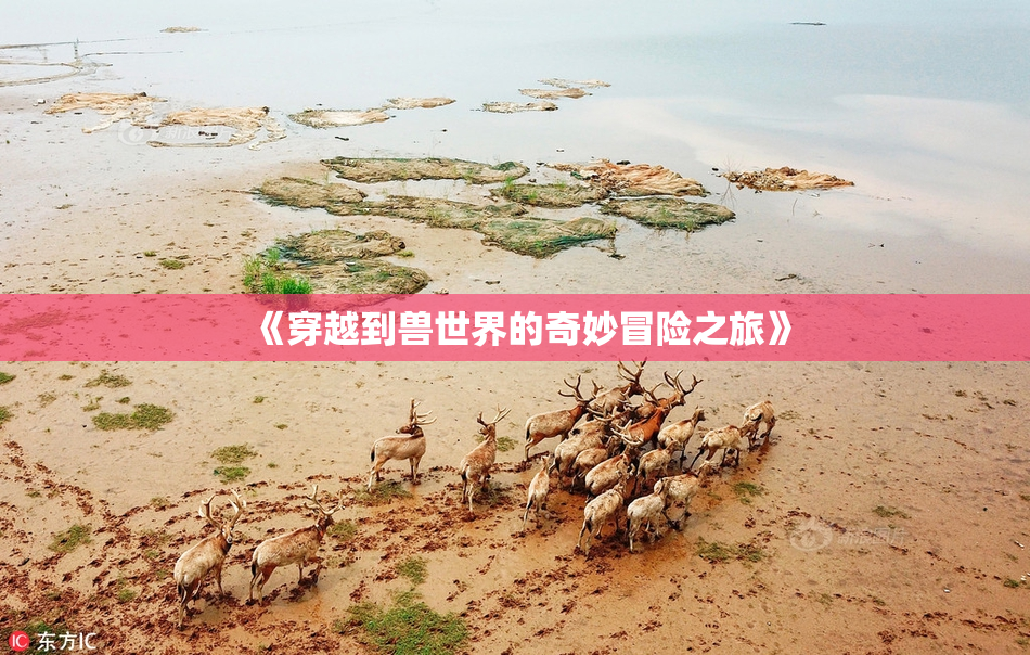 《穿越到兽世界的奇妙冒险之旅》