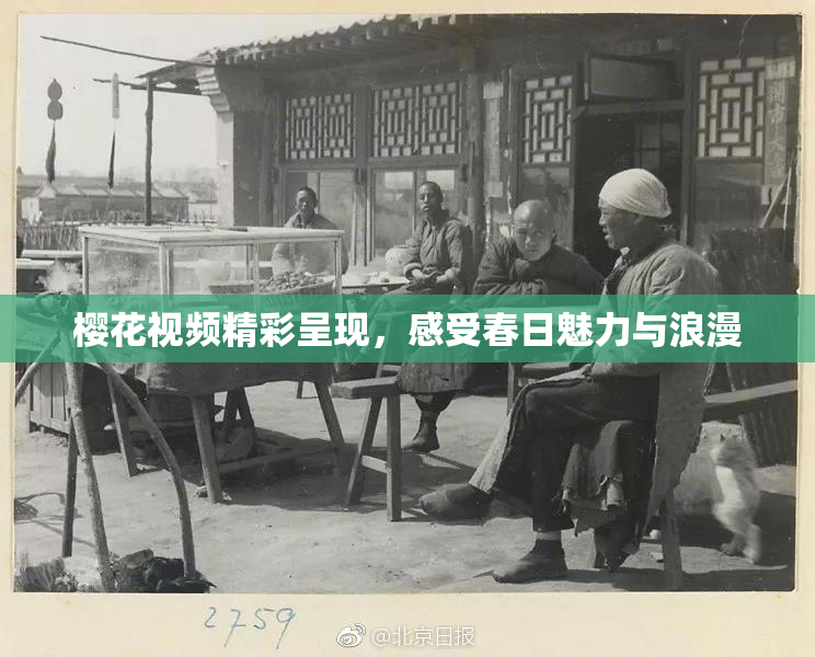 樱花视频精彩呈现，感受春日魅力与浪漫