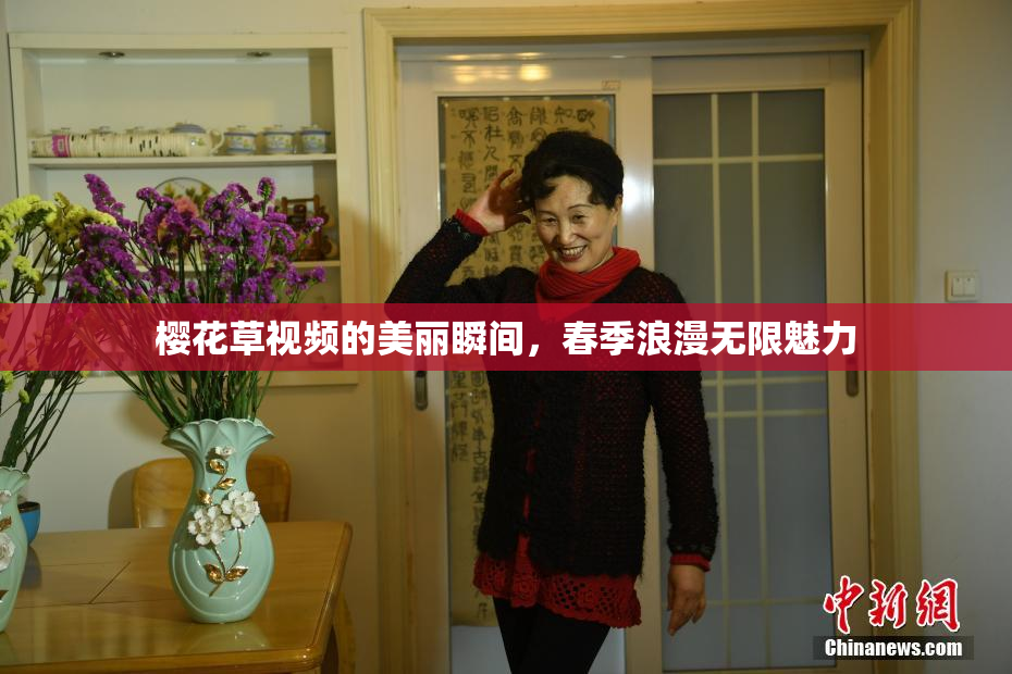 樱花草视频的美丽瞬间，春季浪漫无限魅力