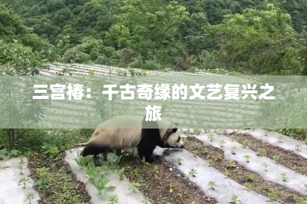 三宫椿：千古奇缘的文艺复兴之旅
