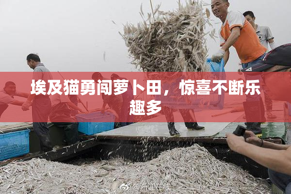 埃及猫勇闯萝卜田，惊喜不断乐趣多