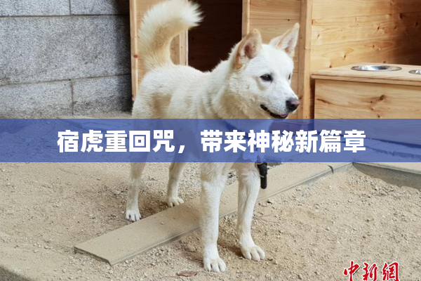 宿虎重回咒，带来神秘新篇章
