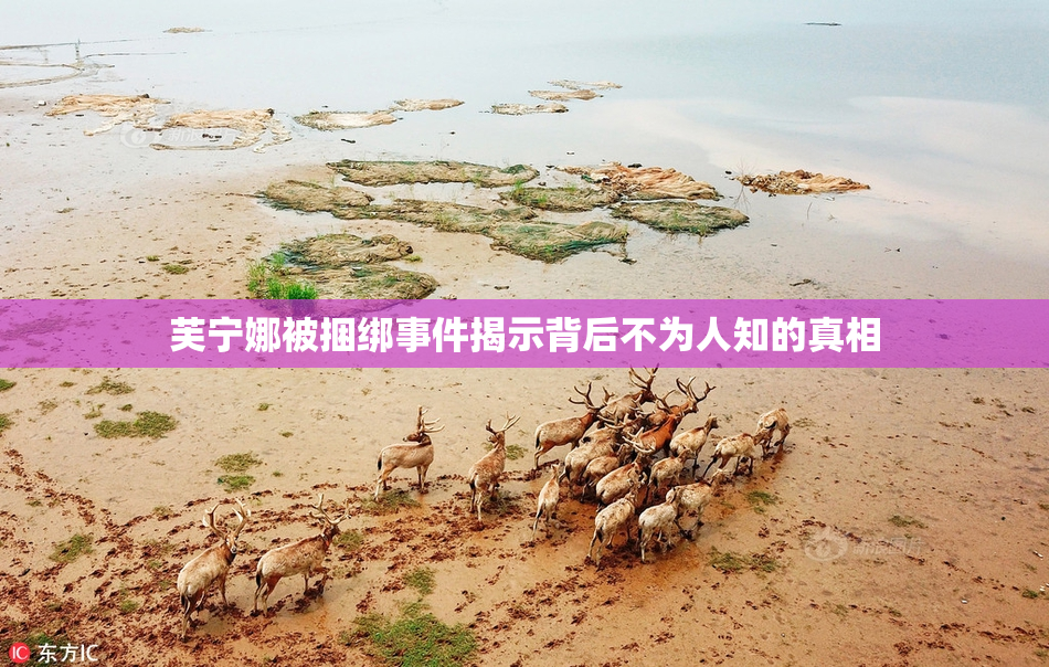 芙宁娜被捆绑事件揭示背后不为人知的真相