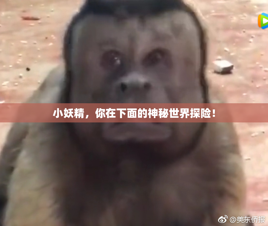 小妖精，你在下面的神秘世界探险！