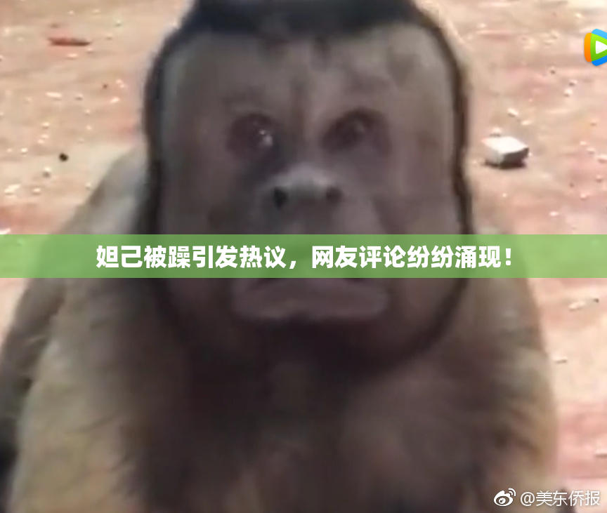 妲己被躁引发热议，网友评论纷纷涌现！