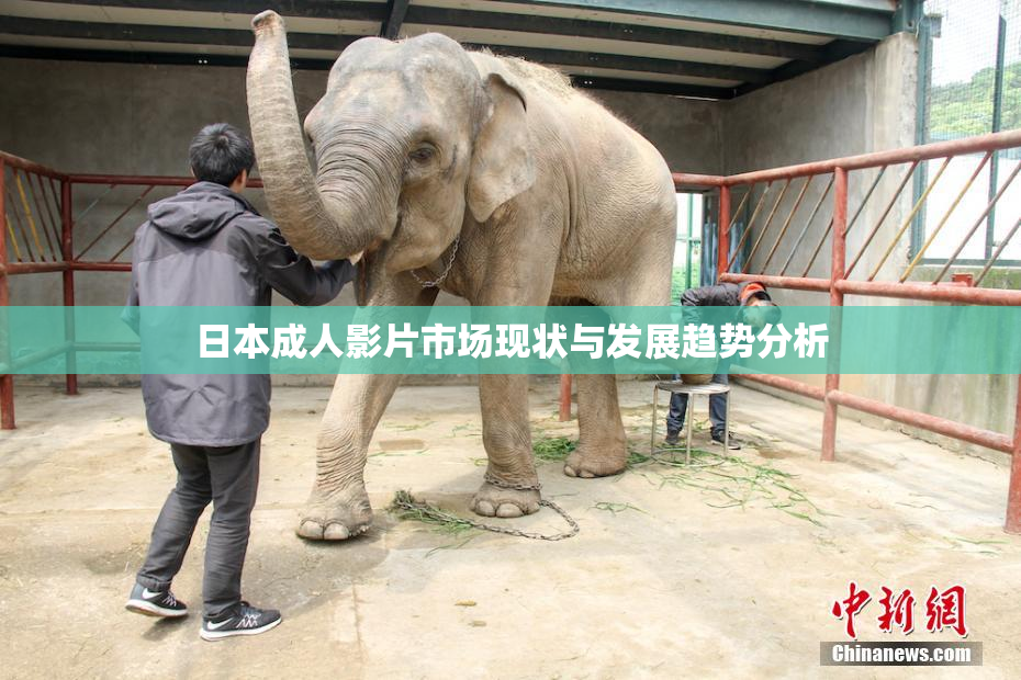 日本成人影片市场现状与发展趋势分析