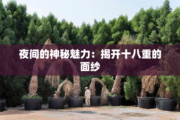 夜间的神秘魅力：揭开十八重的面纱