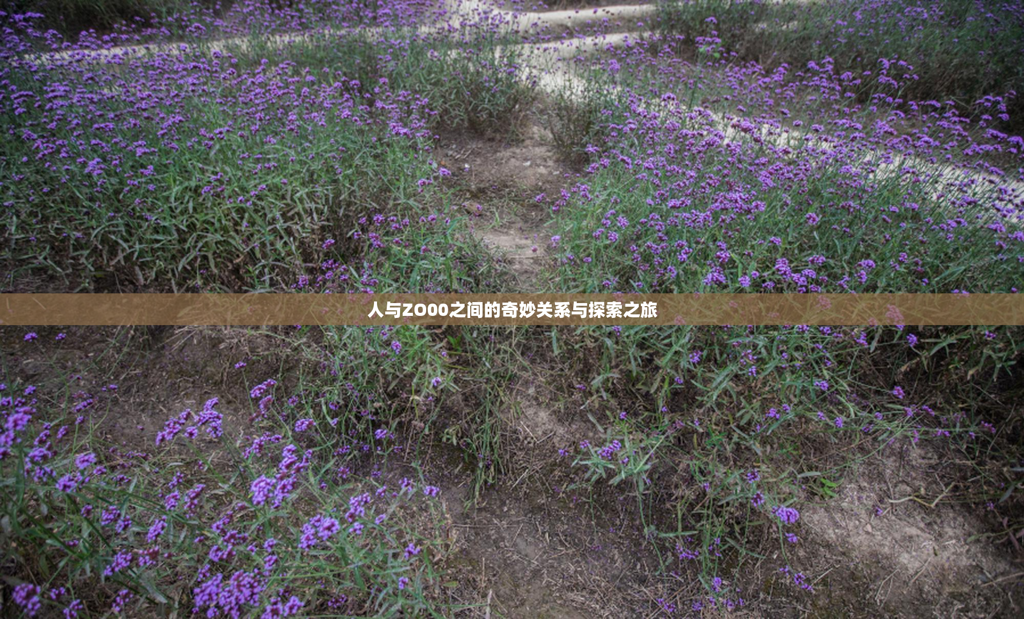 人与ZO00之间的奇妙关系与探索之旅