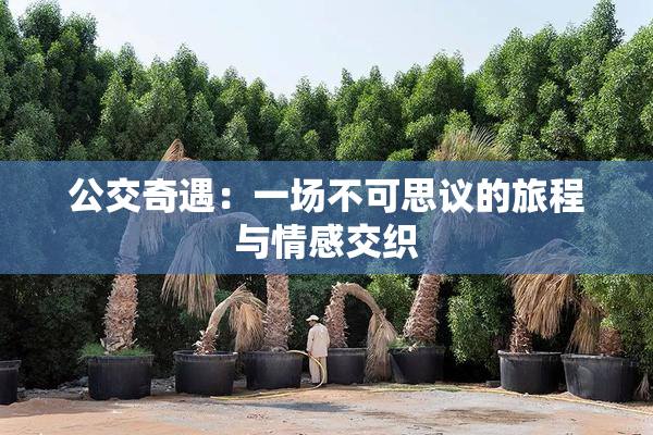 公交奇遇：一场不可思议的旅程与情感交织