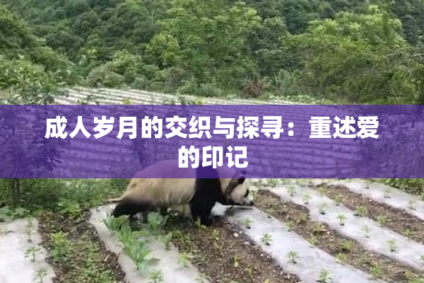 成人岁月的交织与探寻：重述爱的印记