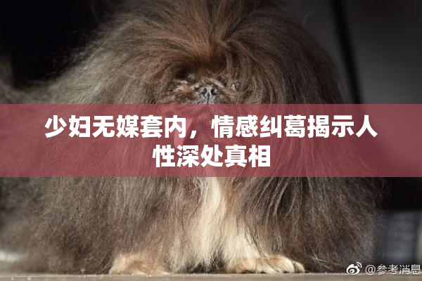 少妇无媒套内，情感纠葛揭示人性深处真相