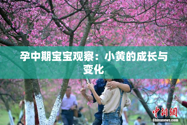 孕中期宝宝观察：小黄的成长与变化
