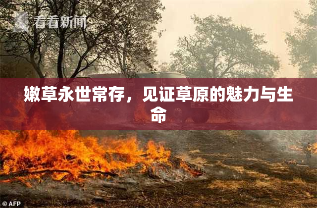 嫩草永世常存，见证草原的魅力与生命