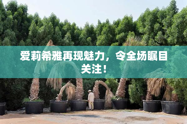 爱莉希雅再现魅力，令全场瞩目关注！